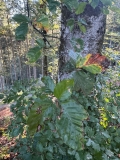 BGU16m2526_Schwarzwald 5 (12).jpeg