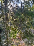 BGU16m2526_Schwarzwald 5 (13).jpeg